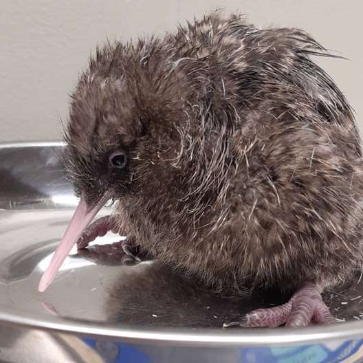 8 littlest kiwi