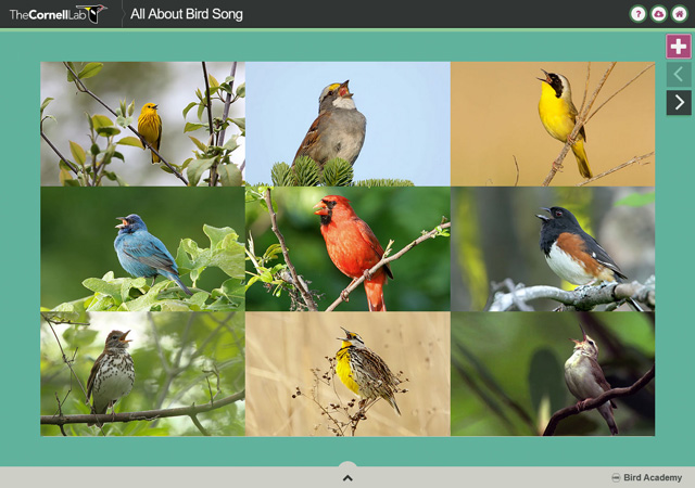 Screenshot of All about bird song